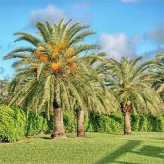 بذر نخل انیکس (بسته 5 عددی) کد 100