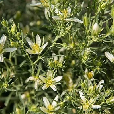 بذر اسپند (بسته 1 گرمی) کد 447
