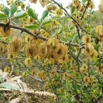 بذر قیچ (بابال) (بسته 1 گرمی) کد 579