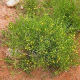 بذر قیچ (بابال) (بسته 1 گرمی) کد 579