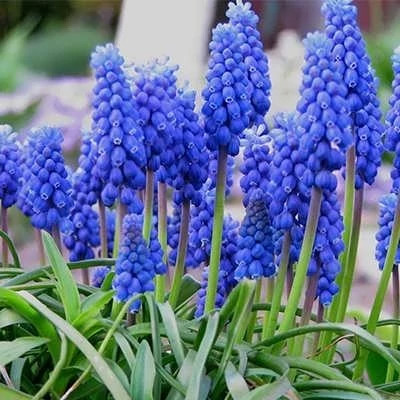 بذر گل موسکاری بنفش (بسته 20 عددی) کد 1561