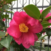 بذر گل کاملیا پرپر میکس (بسته 5 عددی) کد 1322