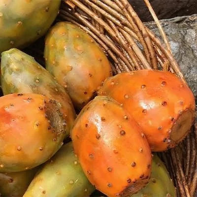 بذر کاکتوس اپونتیا میوه دار نارنجی (بسته 10 عددی) کد 1023
