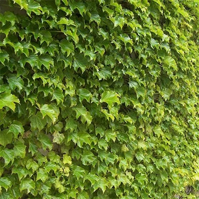 بذر پاپیتال (عشقه) (بسته 5 عددی) کد 1750