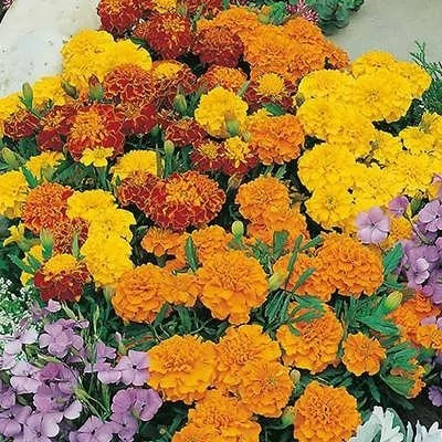 بذر گل جعفری مخلوط زرد و نارنجی (بسته 1 گرمی) کد 1047