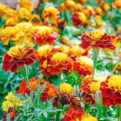 بذر گل جعفری مخلوط زرد و نارنجی (بسته 1 گرمی) کد 1047