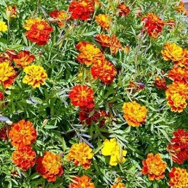 بذر گل جعفری مخلوط زرد و نارنجی (بسته 1 گرمی) کد 1047