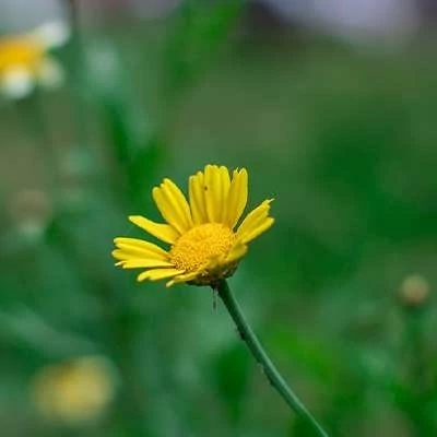 بذر مینا پا کوتاه زرد (بسته 10 عددی) کد 725