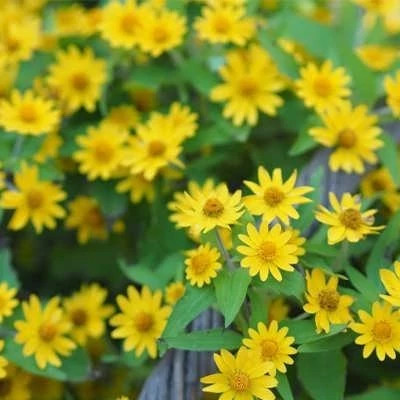 بذر مینا پا کوتاه زرد (بسته 10 عددی) کد 725