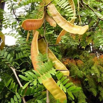 بذر لیلکی جنگلی (بسته 20 عددی) کد 076