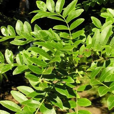 بذر لیلکی جنگلی (بسته 20 عددی) کد 076