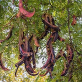 بذر لیلکی جنگلی (بسته 20 عددی) کد 076