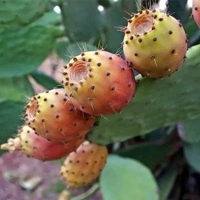 بذر کاکتوس اپونتیا میوه دار قرمز (بسته 10 عددی) کد 1240