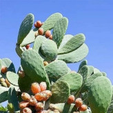 بذر کاکتوس اپونتیا میوه دار قرمز (بسته 10 عددی) کد 1240