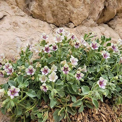 بذر بنگدانه آویزان (بسته 10 عددی) کد 1850