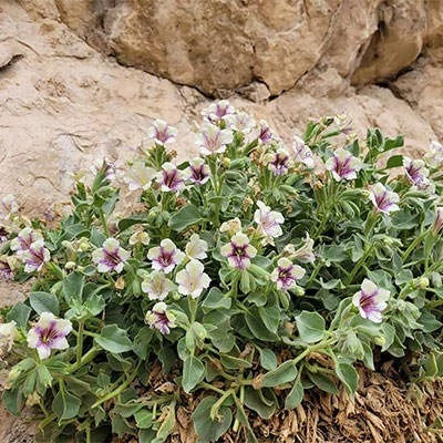 بذر بنگدانه آویزان (بسته 10 عددی) کد 1850