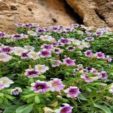 بذر بنگدانه آویزان (بسته 10 عددی) کد 1850