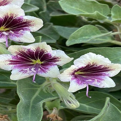 بذر بنگدانه آویزان (بسته 10 عددی) کد 1850