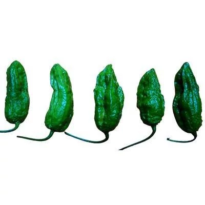 بذر فلفل سبز چروکیده (بسته 20 عددی) کد 890