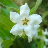 بذر گل رونده آرواجیا سفید (بسته 5 عددی) کد 1794