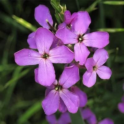 بذر هسپریس بانوان (گل عصر) (بسته 20 عددی) کد 1319