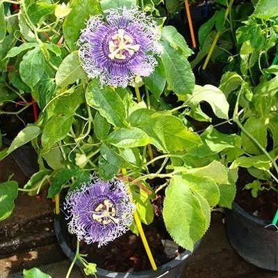 بذر پیچ گل ساعتی یاسی (بسته 5 عددی) کد 1462