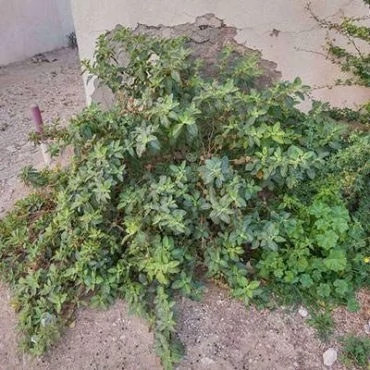 بذر پنیرباد (سومنیفرا) (بسته 10 عددی) کد 1891
