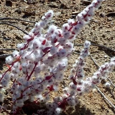 بذر پنبه تن (بسته 1 گرمی) کد 499