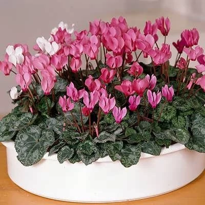 بذر گل سیکلامن گلبرگ دوتایی میکس (بسته 2 عددی) کد 1369