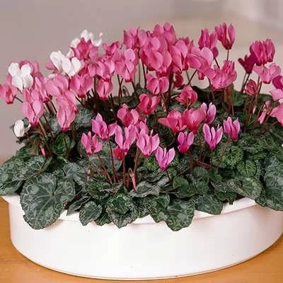 بذر گل سیکلامن گلبرگ دوتایی میکس (بسته 2 عددی) کد 1369