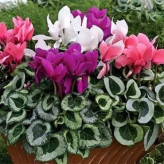 بذر گل سیکلامن گلبرگ دوتایی میکس (بسته 2 عددی) کد 1369
