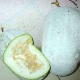 بذر کدو واکسی گرد (بسته 5 عددی) کد 1327