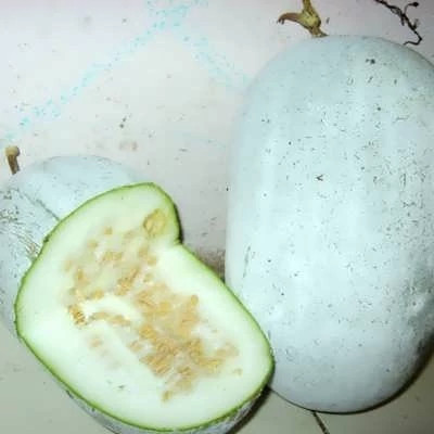 بذر کدو واکسی گرد (بسته 5 عددی) کد 1327