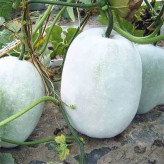 بذر کدو واکسی گرد (بسته 5 عددی) کد 1327