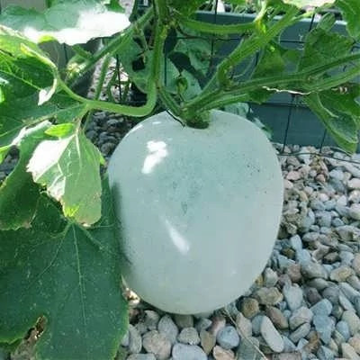 بذر کدو واکسی گرد (بسته 5 عددی) کد 1327