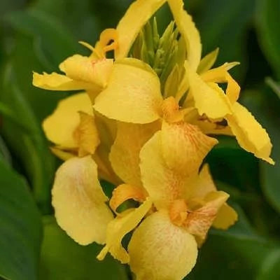 بذر گل اختر زرد (بسته 10 عددی) کد 773
