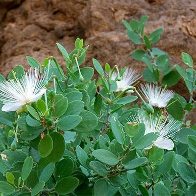بذر کور گوشتی (گیاه کور آویز) (بسته 10 عددی) کد 1845