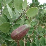 بذر کور گوشتی (گیاه کور آویز) (بسته 10 عددی) کد 1845