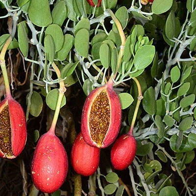 بذر کور گوشتی (گیاه کور آویز) (بسته 10 عددی) کد 1845