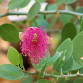بذر کور گوشتی (گیاه کور آویز) (بسته 10 عددی) کد 1845