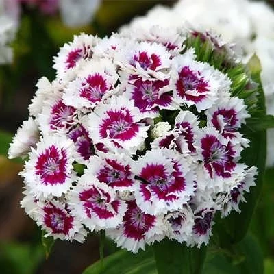 بذر گل قرنفل (بسته 500 عددی) کد 340