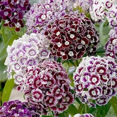 بذر گل قرنفل (بسته 500 عددی) کد 340