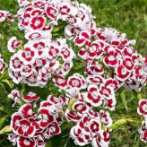 بذر گل قرنفل (بسته 500 عددی) کد 340