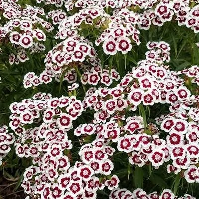 بذر گل قرنفل (بسته 500 عددی) کد 340