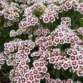 بذر گل قرنفل (بسته 500 عددی) کد 340