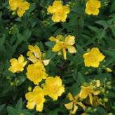 بذر گل راعی (بسته 1 گرمی) کد 759