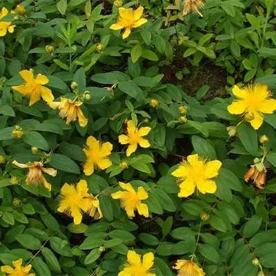 بذر گل راعی (بسته 1 گرمی) کد 759