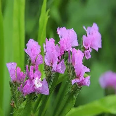 بذر گل استاتیس (لیمونیوم) پابلند الوان (بسته 1 گرمی) کد 2140