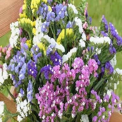 بذر گل استاتیس (لیمونیوم) پابلند الوان (بسته 1 گرمی) کد 2140