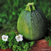 بذر کدو خورشتی گرد سبز (بسته 10 عددی) کد 2046